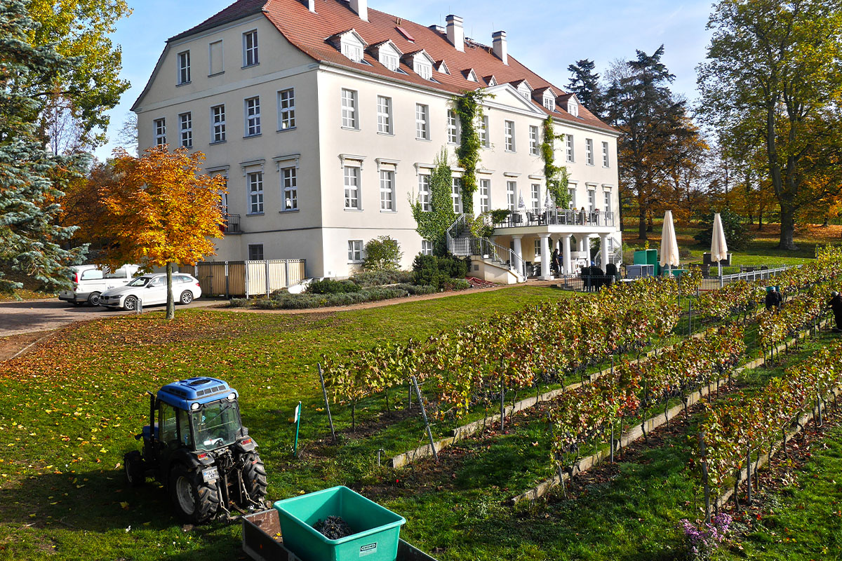 Weingut Schlo Rattey Inselm hle Usedom Naturmanufaktur F r weingut-schlo-rattey-inselm-hle-usedom-naturmanufaktur-f-r